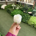 سرگل رز باکارا