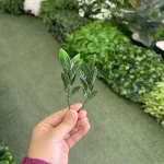 شمشاد فلفلی
