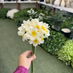 بوته نرگس شیرازی
