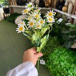بوته بابونه