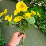 بوته نیلوفر - تصویر 3