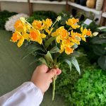 بوته نرگس لمسی