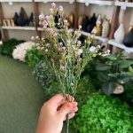 بوته عروس رنگی