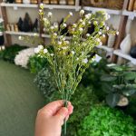 بوته عروس رنگی - تصویر 3