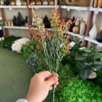 بوته عروس رنگی - تصویر 2