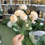 بوته نسترن ژولیت