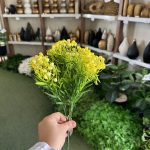 بوته شکوفه عروس رنگی