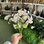 بوته بابونه