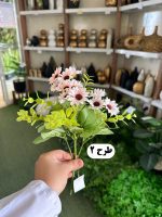 بوته بابونه - تصویر 4
