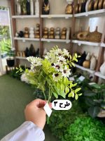 بوته بابونه - تصویر 3
