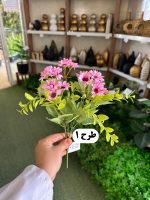 بوته بابونه - تصویر 2