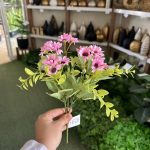 بوته بابونه