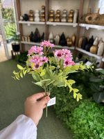 بوته بابونه