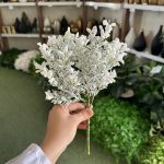 بوته پفکی سفید