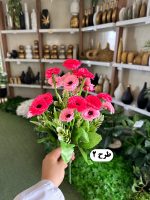 بوته گل همیشه‌ بهار - تصویر 3