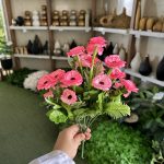 بوته گل همیشه‌ بهار