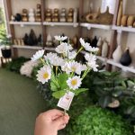 بوته بابونه