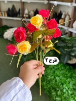بوته رز مینیاتوری - تصویر 4