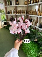 بوته آلستر - تصویر 4