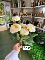 بوته پیونی - تصویر 3
