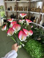 بوته اسپاتی 18 گل - تصویر 2