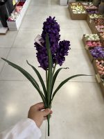 بوته سنبل