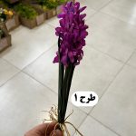 بوته سنبل - تصویر 3