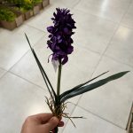 بوته سنبل