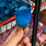 سرگل غنچه رز مخمل - تصویر 4