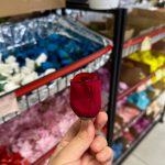 سرگل غنچه رز مخمل - تصویر 2