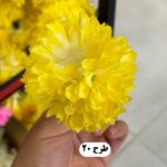 سرگل داوودی - تصویر 2
