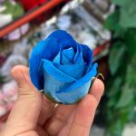 سرگل رز باکارا - تصویر 4
