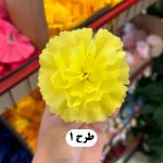 سرگل میخک کوچک - تصویر 2