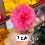 سرگل میخک کوچک - تصویر 3