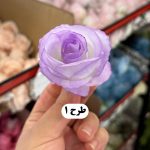 سرگل نسترن مینیاتوری - تصویر 2