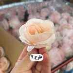 سرگل نسترن مینیاتوری - تصویر 3
