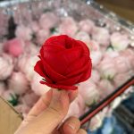 سرگل نسترن مینیاتوری