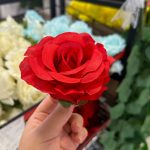 سرگل رز باکارا سوپر