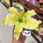 سرگل اوریانتال - تصویر 2
