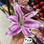 سرگل اوریانتال - تصویر 4