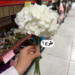 دسته ارتانزیا - تصویر 2