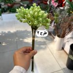 دسته غوره ای درشت 5 شاخه - تصویر 3