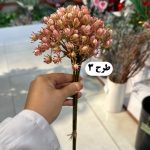دسته غوره ای درشت 5 شاخه - تصویر 4