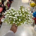 دسته شکوفه عروس