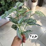 بوته برگ باکسی لمسی - تصویر 3