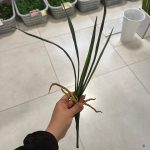 بوته برگ ارکیده 5 برگ چرمی
