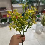 بوته میوه ریز رنگی