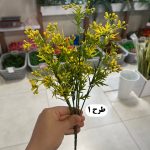 بوته میوه ریز رنگی - تصویر 2
