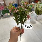 بوته میوه ریز رنگی - تصویر 4