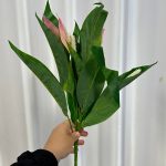 بوته باکسی اسپاتی گلدار - تصویر 2